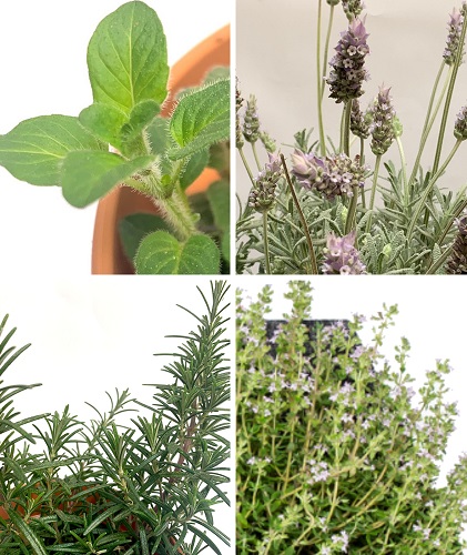 Pack de 4 plantas provenzales