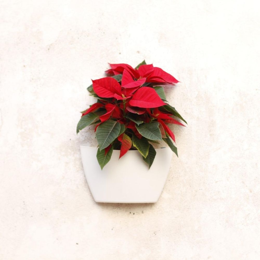 Maceta de pared con Poinsettia