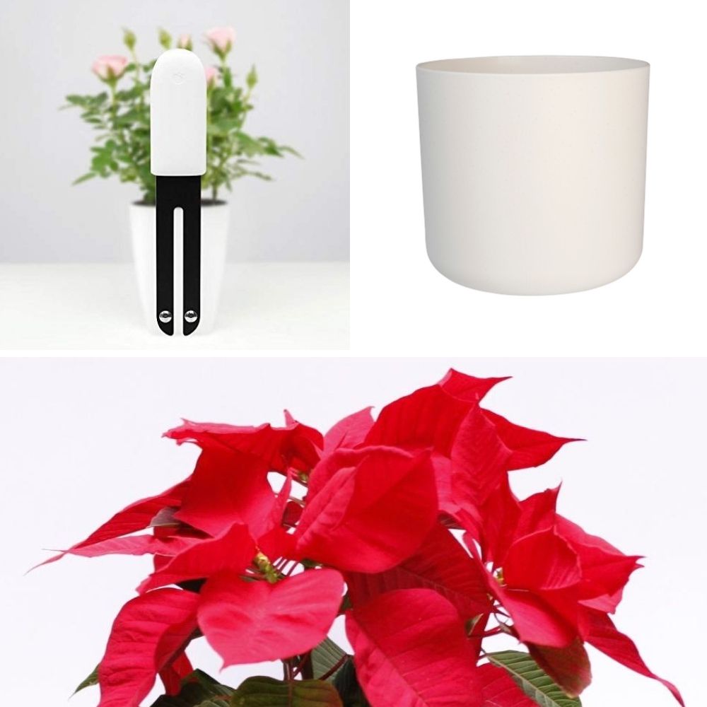 Pack navideño poinsettia perfecta