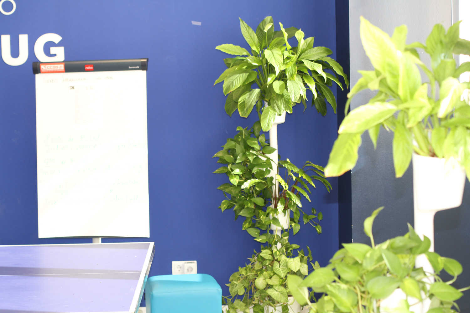 plantas en oficina eDreams