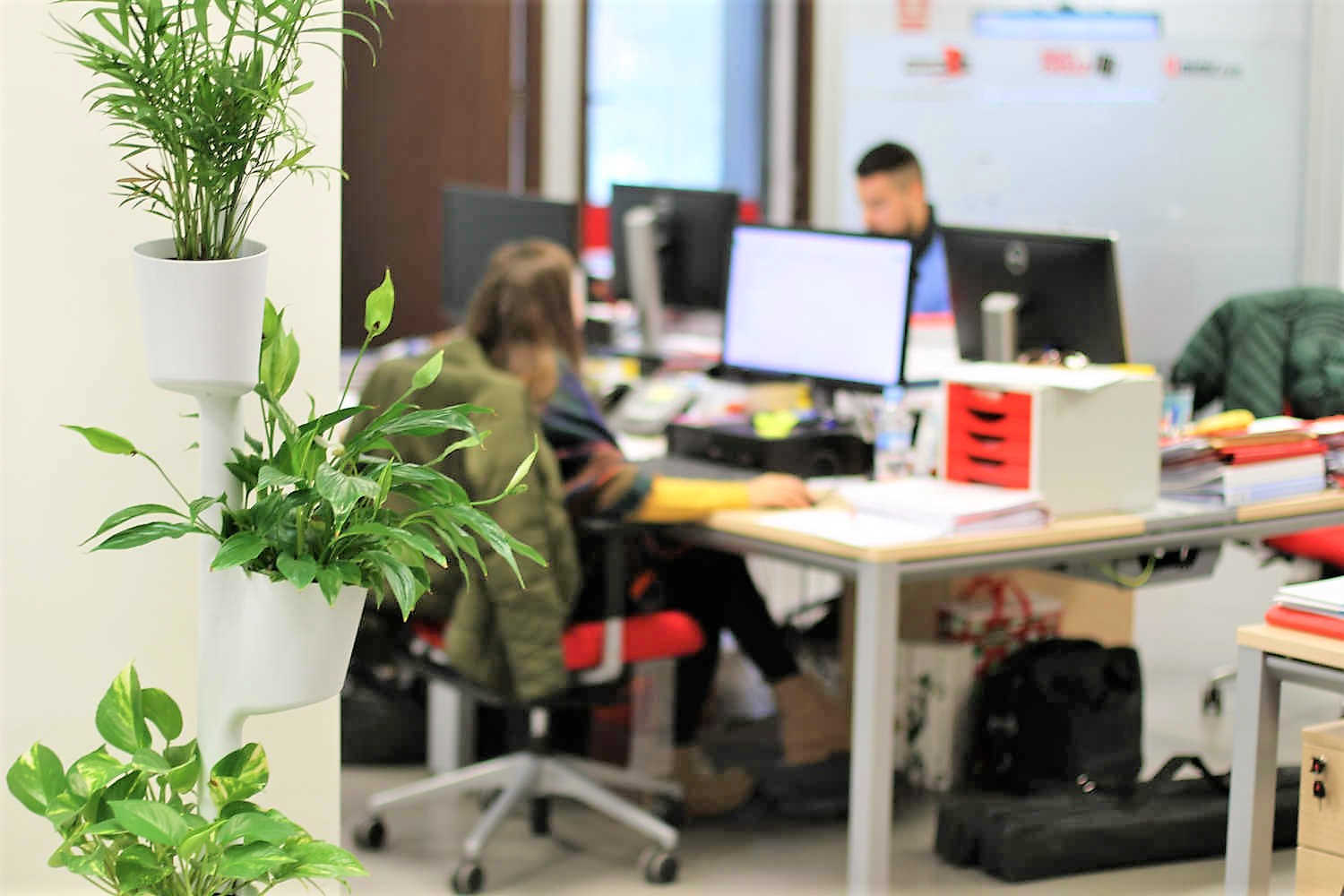 Plantas en oficinas de esquiades.com