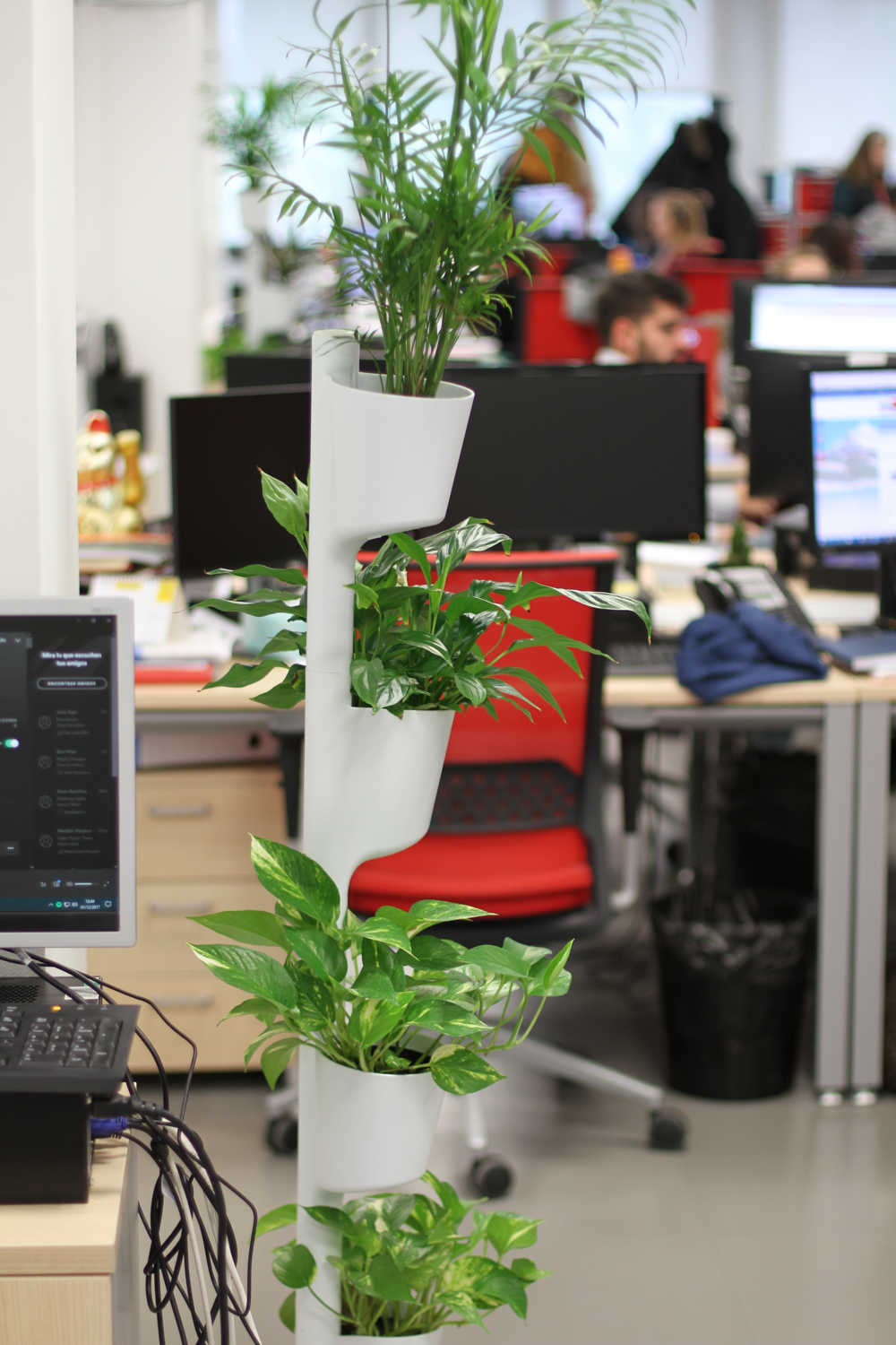 Plantas en oficinas de esquiades.com