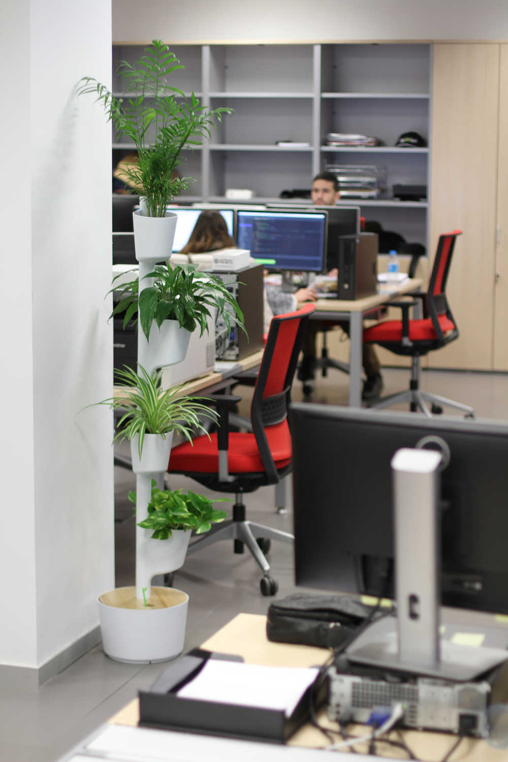 Plantas en oficinas de esquiades.com
