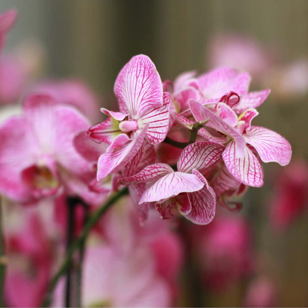 plantas decorativas