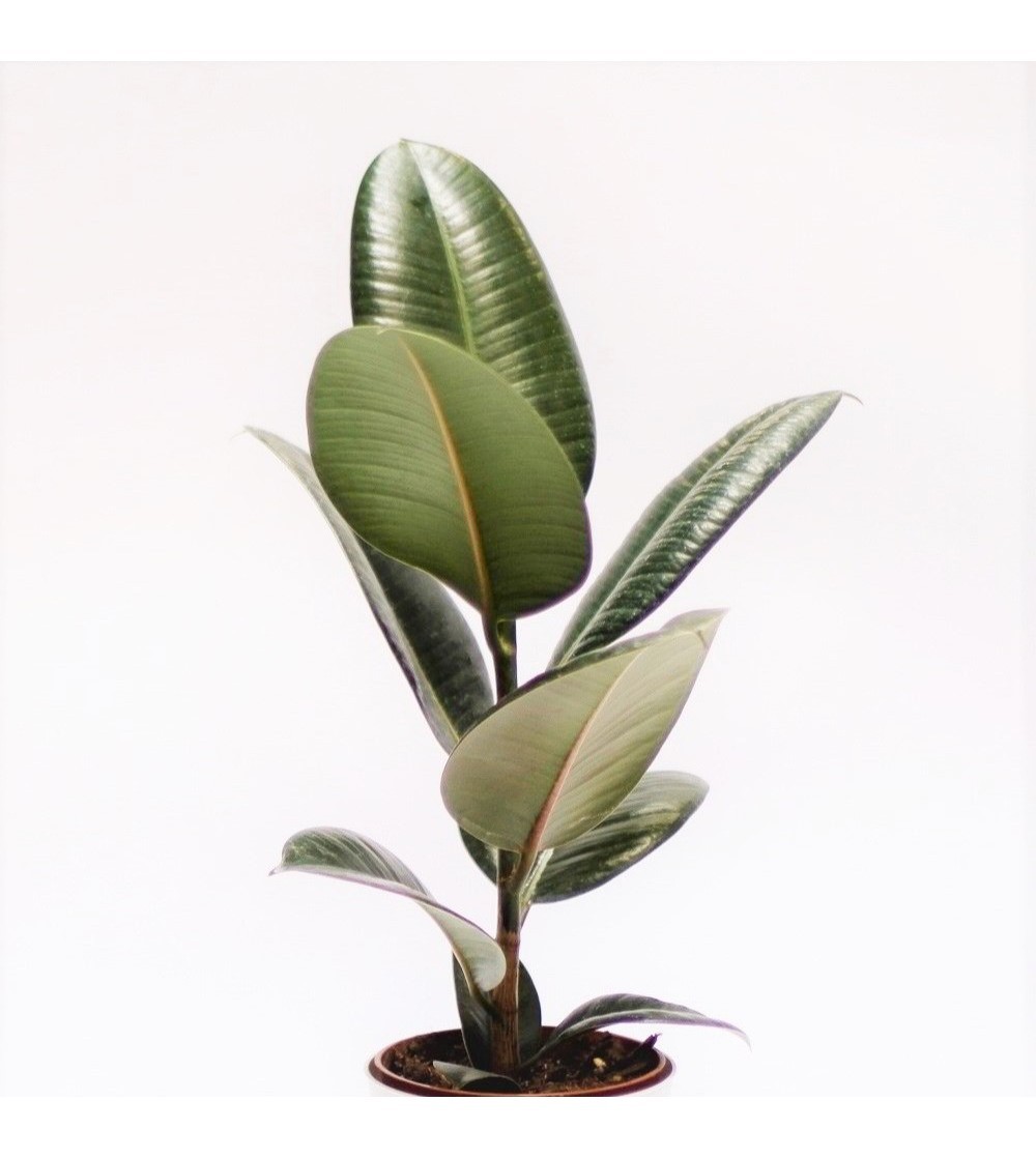ficus indoor plant