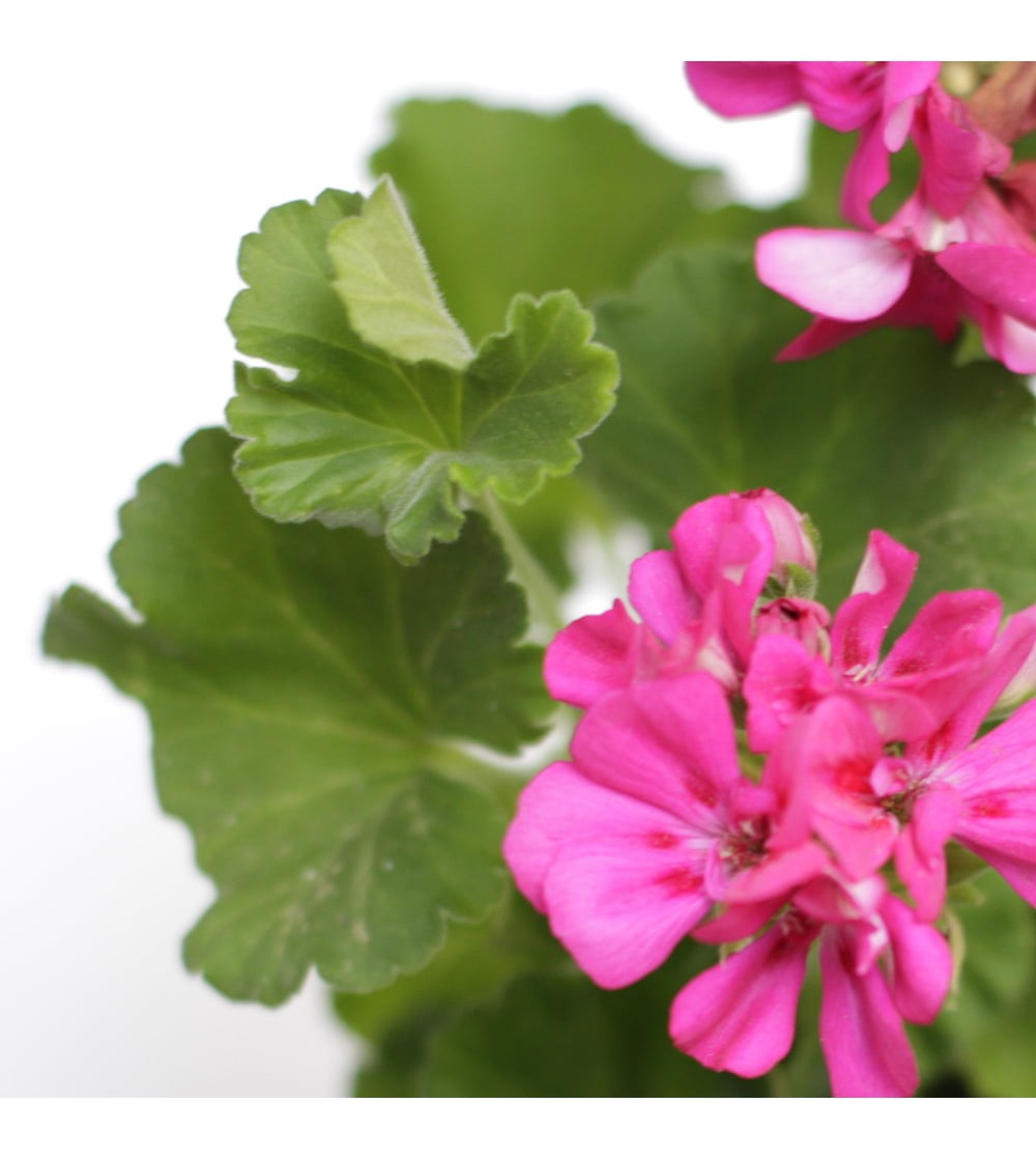 geranium grandiflora