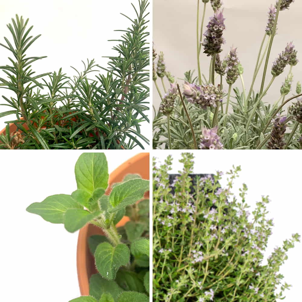 pack plantas provenzales