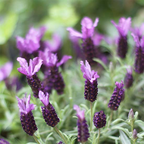 Lavanda