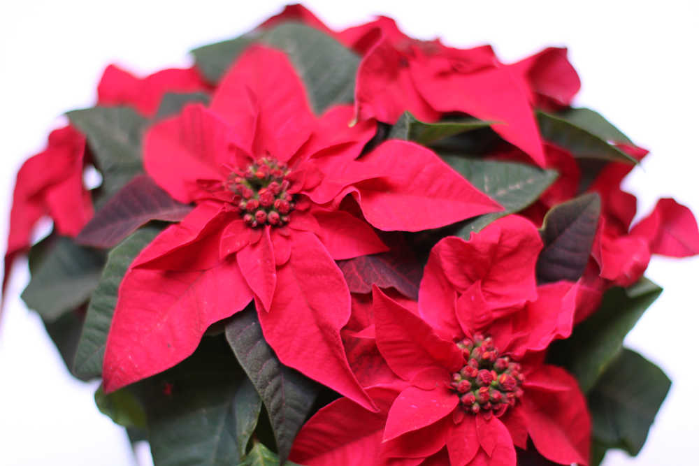 poinsettia planta navidad