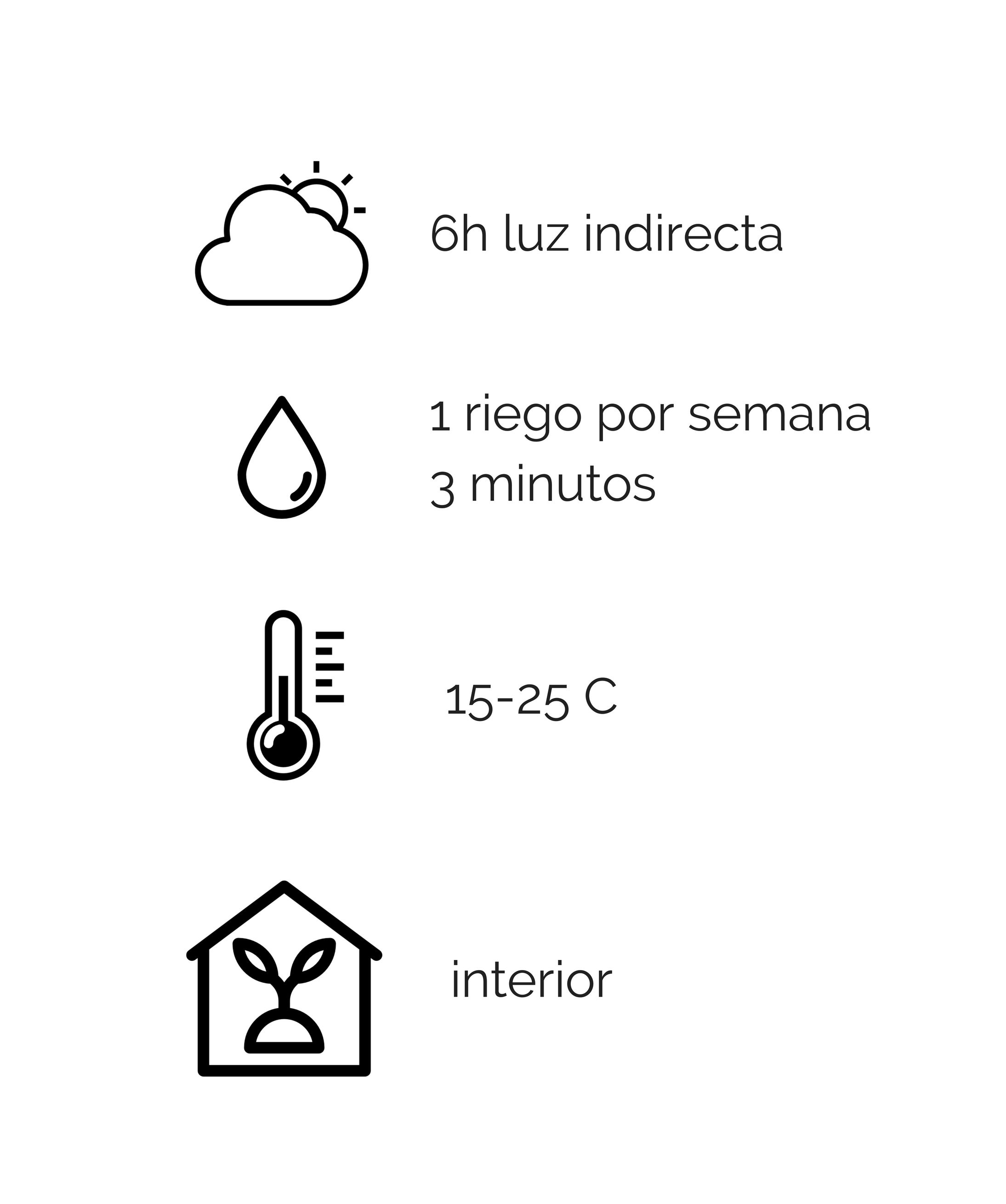 Consejos cuidado plantas purificadoras del aire