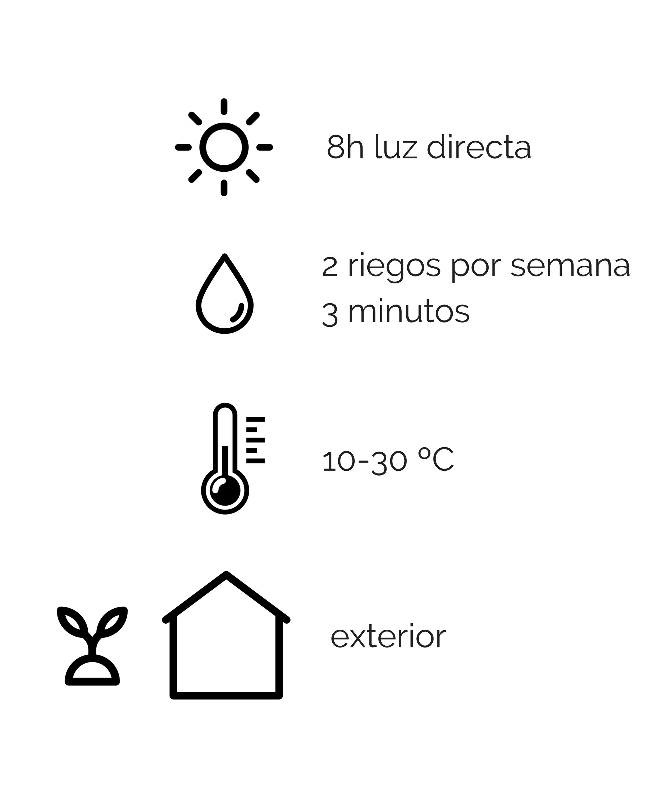 Consejos cuidado plantas aromáticas en casa