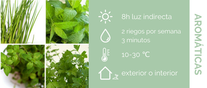 características de las plantas aromáticas