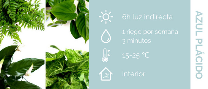 cuidados plantas de interior