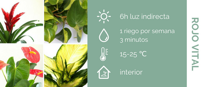 cuidado plantas con flores