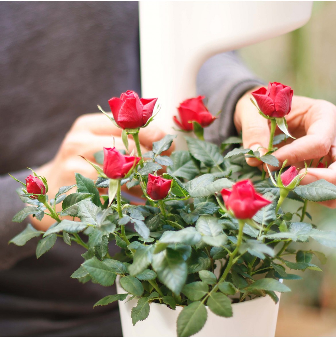 Summer Pests: Enemies of Your Plants