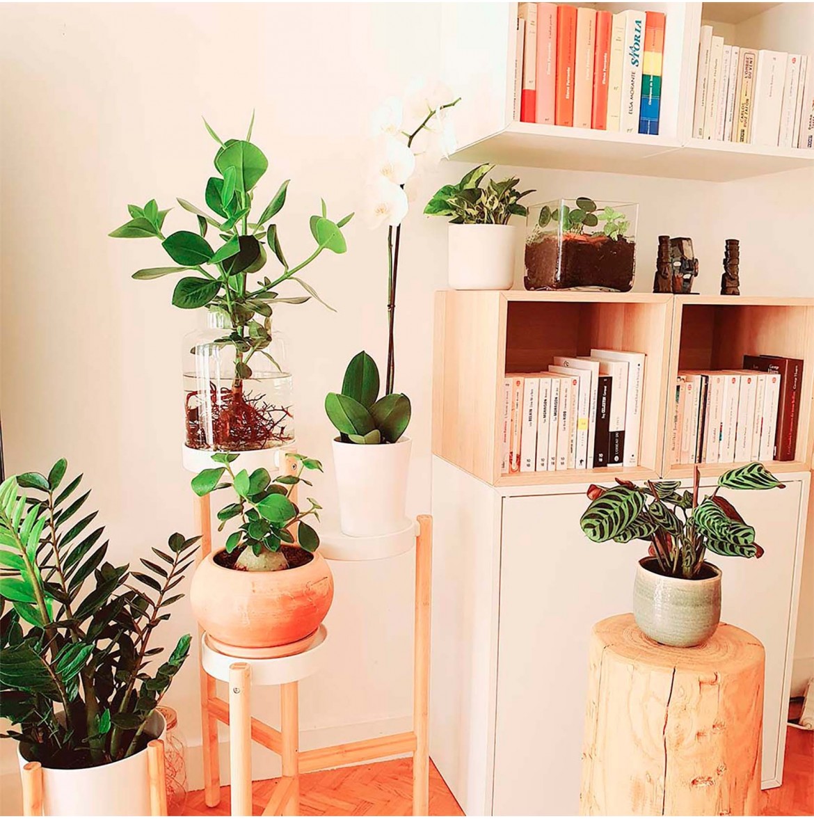 Year-round Hardy Plants - Citysens