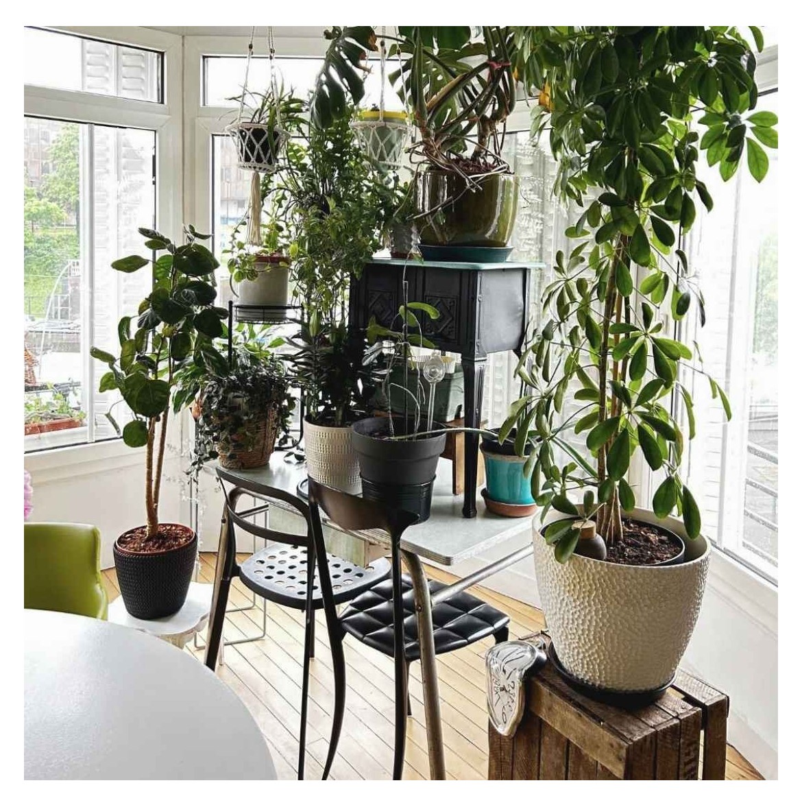 Com refredar la teva llar a l'estiu amb plantes (sense aire condicionat!)