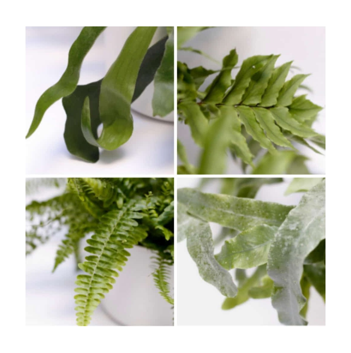 fargesia murielae 'wonderwall' Fargesia murielae 'Light Green' main image 1